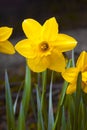 Daffodil