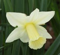 Single daffodil flower in pale yellow Royalty Free Stock Photo