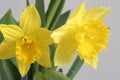 Daffodil Royalty Free Stock Photo