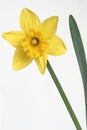 Daffodil