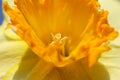 Daffodil Royalty Free Stock Photo