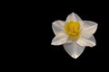 Daffodil against an Inky Black Backdrop Royalty Free Stock Photo