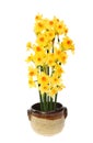 Daffodil arrangement Royalty Free Stock Photo