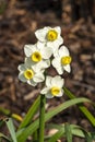 Daffodil `Avalanche