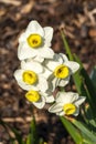 Daffodil `Avalanche