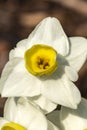 Daffodil `Avalanche