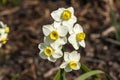 Daffodil `Avalanche