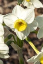 Daffodil `Avalanche