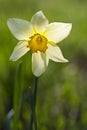 Daffodil in back light