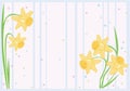 Daffodil background