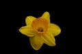 Daffodil On Black Background With Modified Tone Curve