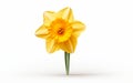 Daffodil Bloom on White Background