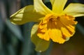 Daffodil