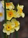 Daffodil