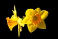 Daffodil blooms in sunlight