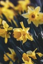 Daffodil blossoms and buds; Narcissus pseudonarcissus; Yellow sp Royalty Free Stock Photo