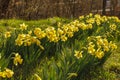 Daffodil blossoms and buds; Narcissus pseudonarcissus; Yellow sp Royalty Free Stock Photo