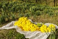 Daffodil blossoms and buds; Narcissus pseudonarcissus; Yellow sp Royalty Free Stock Photo