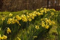 Daffodil blossoms and buds; Narcissus pseudonarcissus; Yellow sp Royalty Free Stock Photo