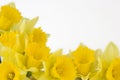 Daffodil border