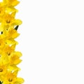 Daffodil Border