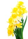 Daffodil Bouquet Royalty Free Stock Photo