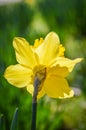 Daffodil in bright sunlight