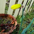 Daffodil Bud with Yellow Fench