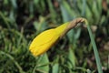 A daffodil bud ready to bloom in the spring sunshine