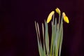 Yellow Daffodil Flower Bud Trio 02 Royalty Free Stock Photo