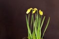 3Yellow Daffodil Flower Bud Trio 04 Royalty Free Stock Photo