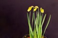 Yellow Daffodil Flower Bud Trio 04 Royalty Free Stock Photo