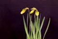 Yellow Daffodil Flower Bud Trio 07