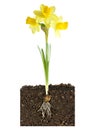 Daffodil and bulb growth metaphor