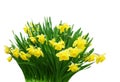 Daffodil Bunch Royalty Free Stock Photo