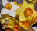Daffodil bunch multi coloured Royalty Free Stock Photo