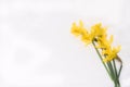 Daffodil Bunch on White Background Royalty Free Stock Photo