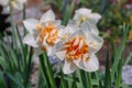 Daffodil is called Replete Royalty Free Stock Photo