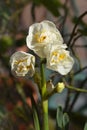 Daffodil Cheerfulness Royalty Free Stock Photo