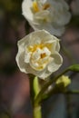 Daffodil Cheerfulness