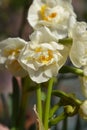 Daffodil Cheerfulness Royalty Free Stock Photo