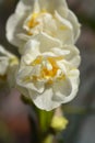 Daffodil Cheerfulness