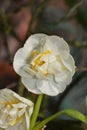 Daffodil Cheerfulness Royalty Free Stock Photo