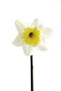 Daffodil, close-up