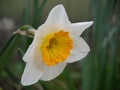 Daffodil close up view 2