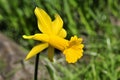 Daffodil closeup Royalty Free Stock Photo