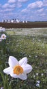 Daffodil closeup and farm Royalty Free Stock Photo