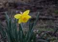 Daffodil closeup, flower in springtime with blurred background Royalty Free Stock Photo