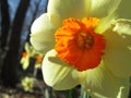 Daffodil closeup yellow with orange center