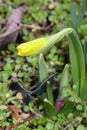 Daffodil colorful flowers floaing on a background